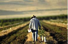 Agricultural Pesticide