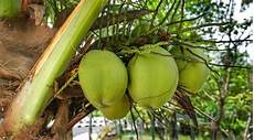 Coconut Soaps