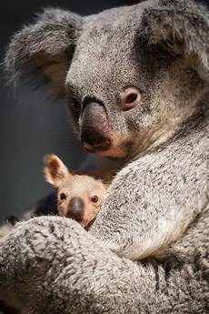 Baby Pouch