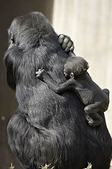 Baby Pouch