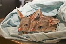 Baby Pouch