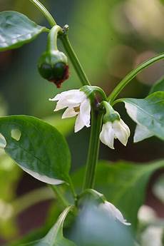 Banana Pepper
