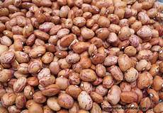 Barbunia Beans