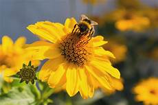 Bee Pollens
