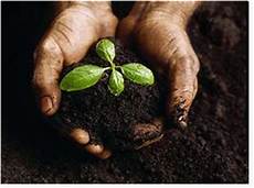 Biofertilizer
