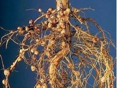Biofertilizer
