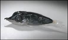 Blue Whiting