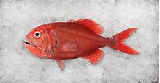Blue Whiting
