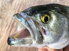 Bluefish