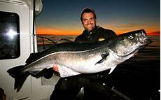 Bluefish