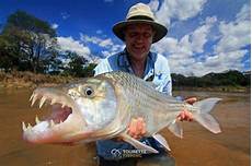 Bream