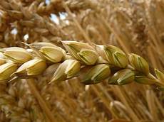 Bulgur Wheat