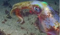 Calamary
