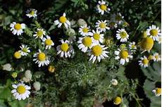 Camomile Tea