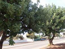 Carob Bean