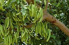 Carob Bean