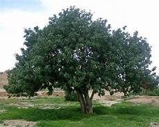 Carob Molasses