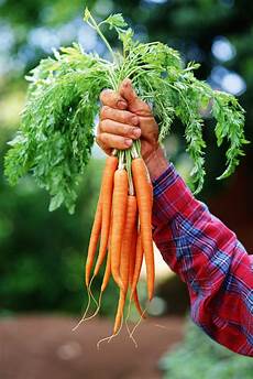 Carrot Soap