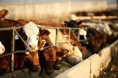 Cattle Feed