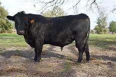 Cattle Feed