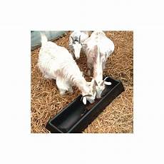Cattle Feed