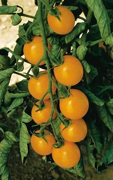 Cherry Tomato