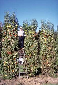 Cherry Tomato