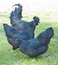 Chick Products