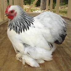 Chicken Feet