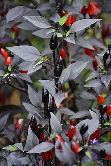 Chili Pepper