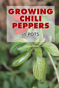 Chili Pepper