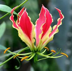 Colchicine