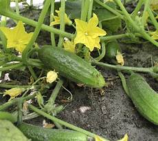 Cornichons