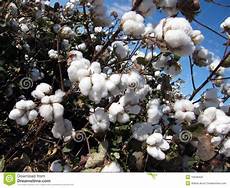 Cotton Buds