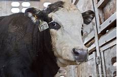 Cow Milk