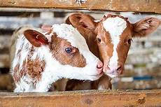 Cow Milk