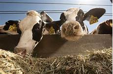 Cow Milk