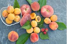 Dried Apricot
