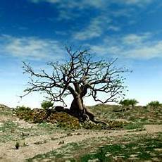 Dried Fig