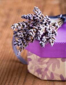 Dried Food