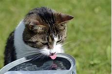 Drinking Water