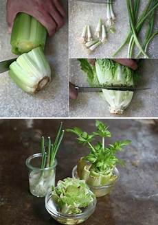 Fennel