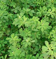 Fenugreek