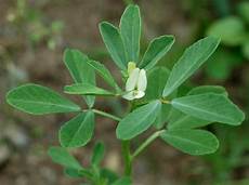 Fenugreek