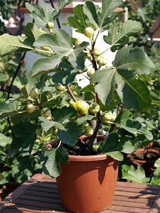 Fig
