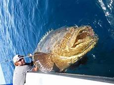Fillet Fish