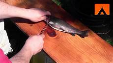 Fillet Trout
