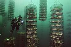 Fish Farming