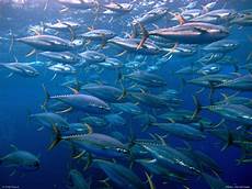 Fish Pans