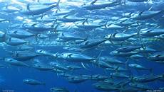 Fisheries